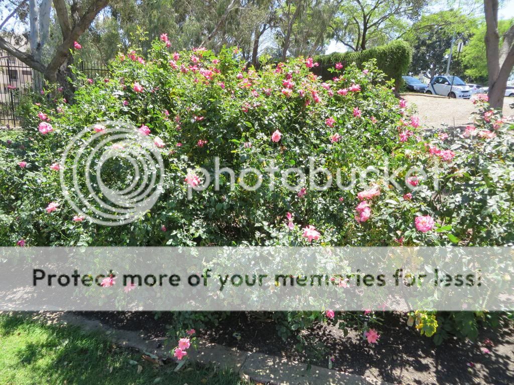 photo IMG_0622_zps9594e99f.jpg